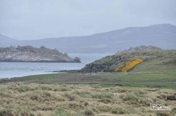 A paisagem de Carcass Island, no noroeste das Ilhas Malvinas